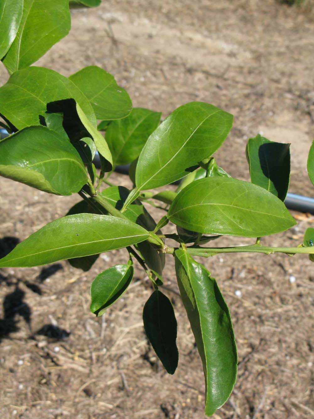              Sun leaves (Winter Haven, FL)       
